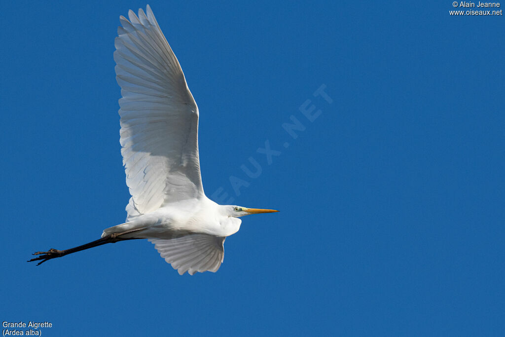 Great Egretadult, Flight