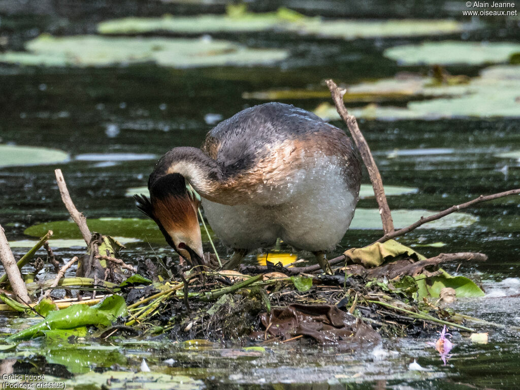 Great Crested Grebe male, Reproduction-nesting