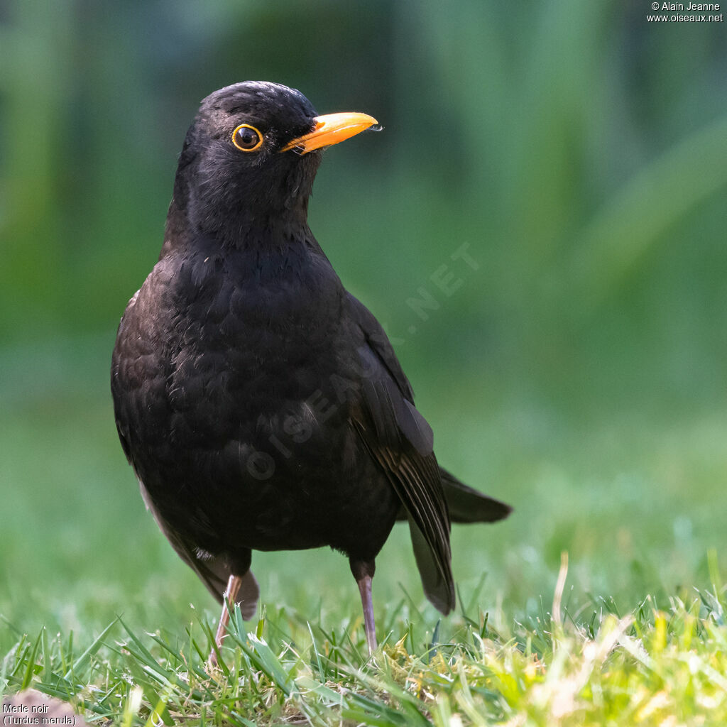 Common Blackbird, identification