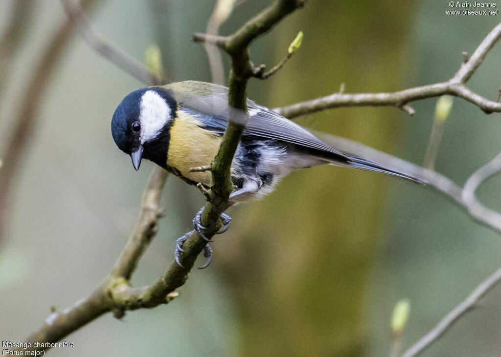 Great Tit