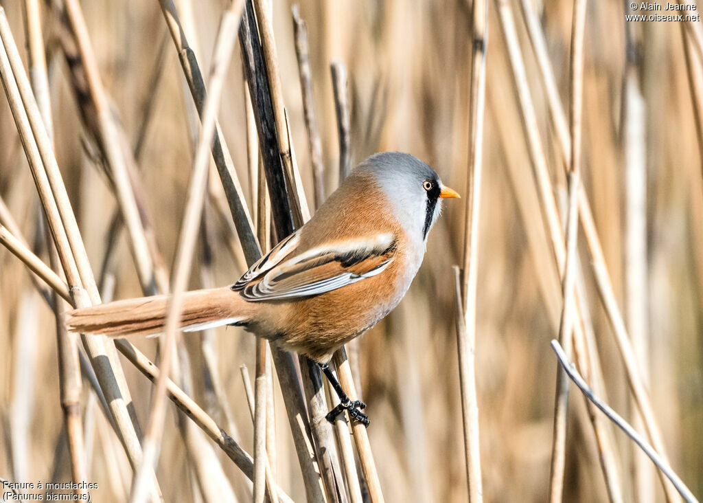 Bearded Reedling male