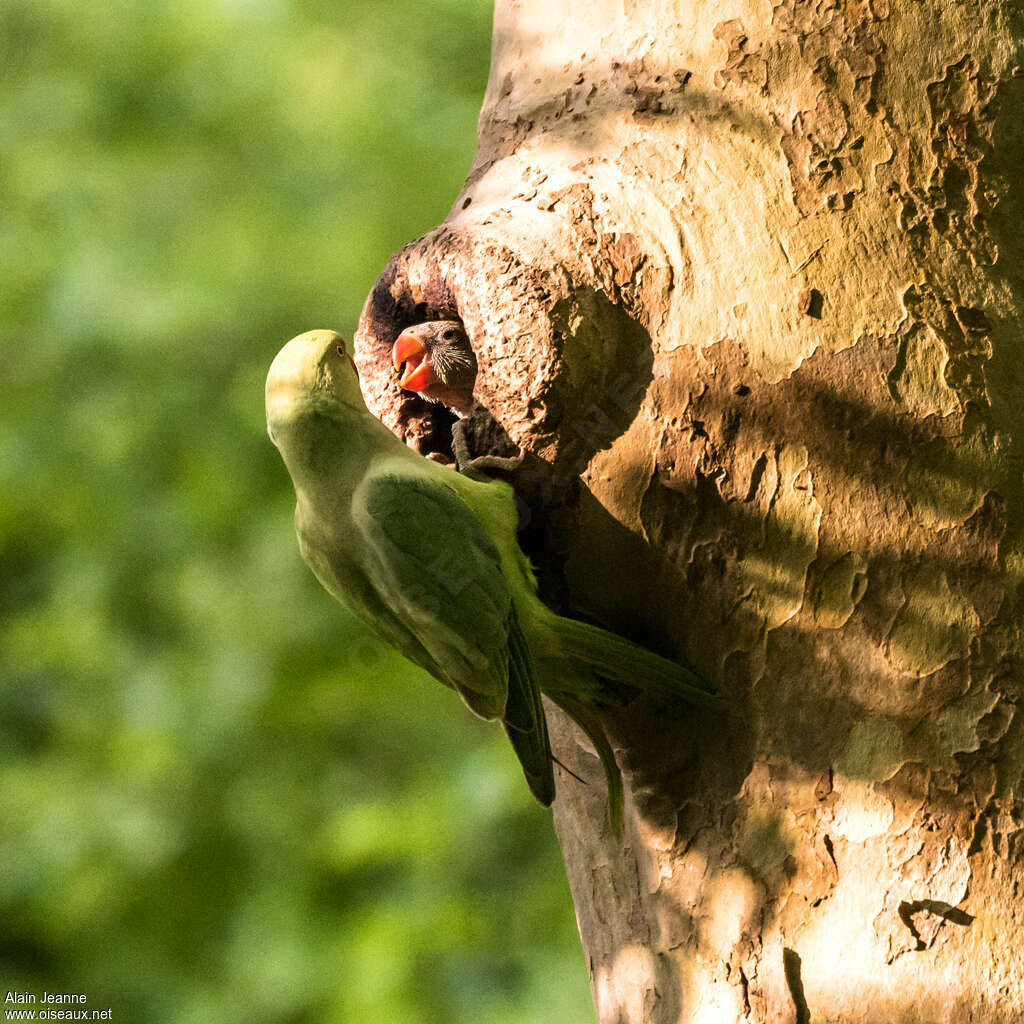 Rose-ringed Parakeet, habitat, Reproduction-nesting