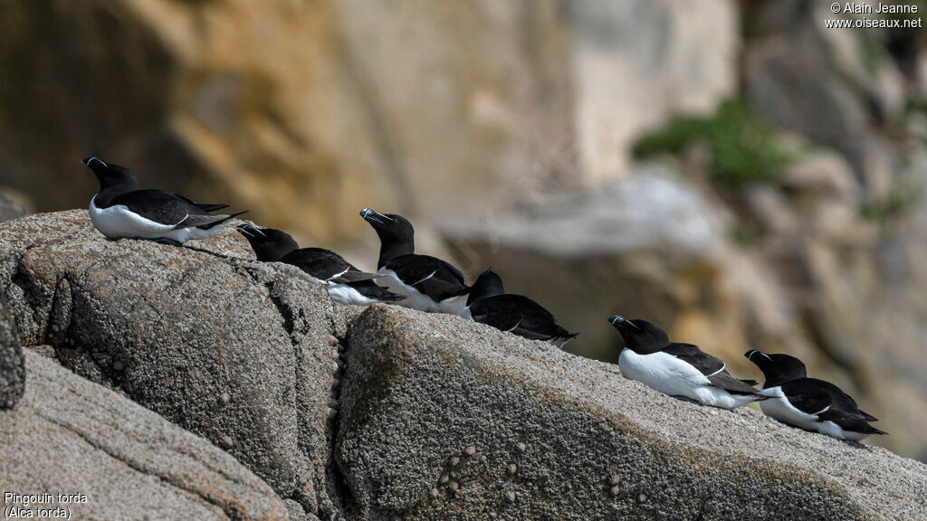 Pingouin torda