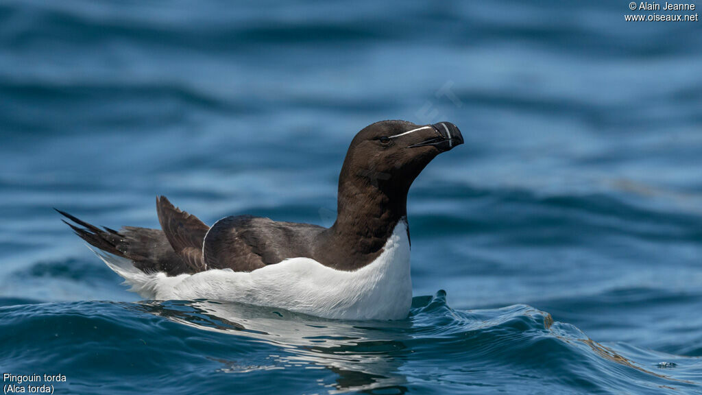 Razorbill, swimming