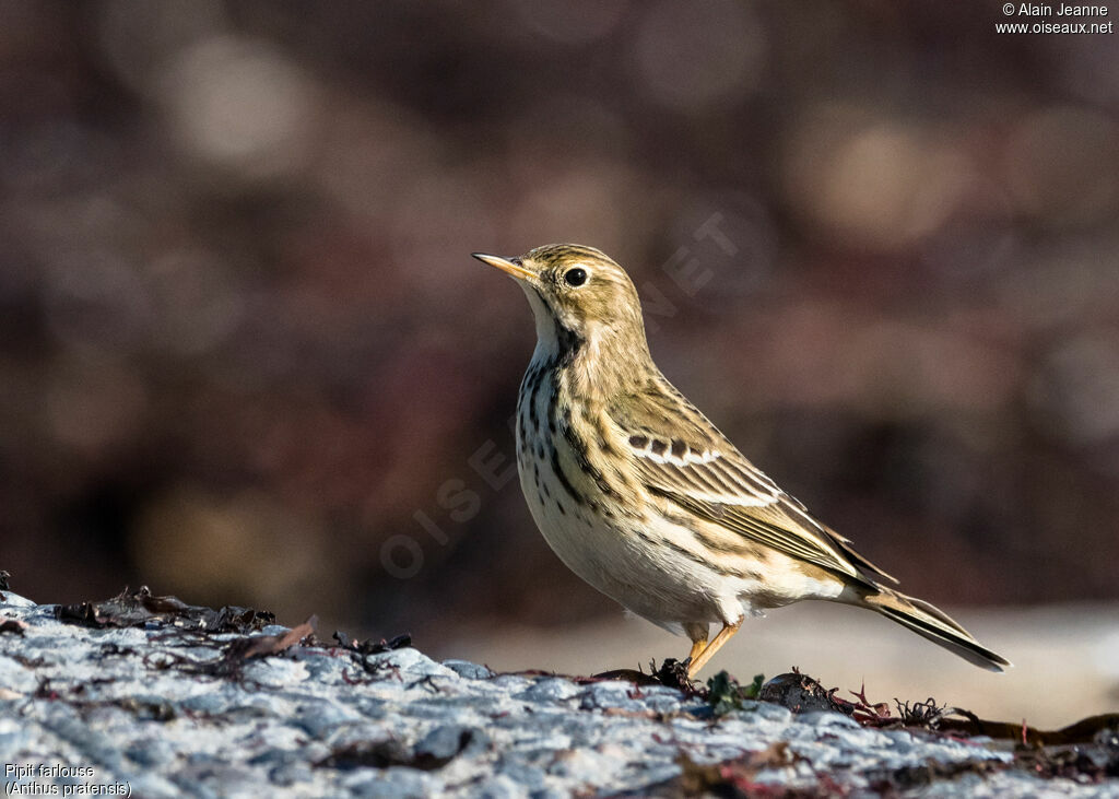 Meadow Pipit, identification