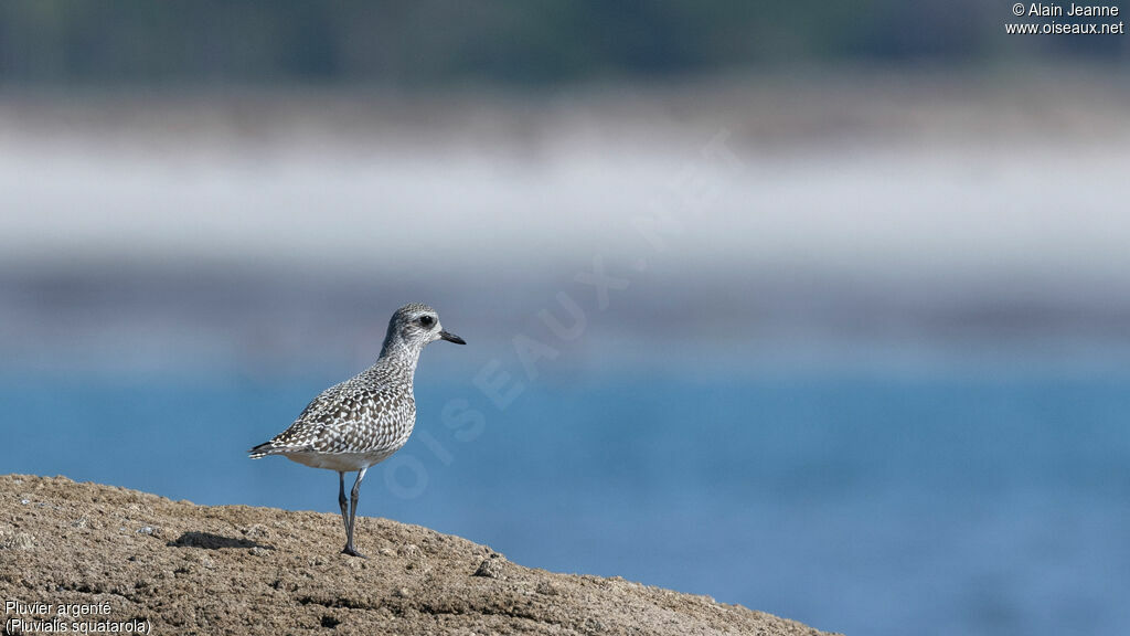 Grey Plover, identification, walking
