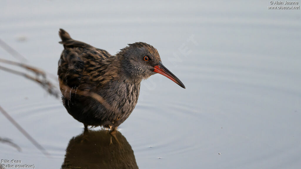 Water Rail, close-up portrait, walking