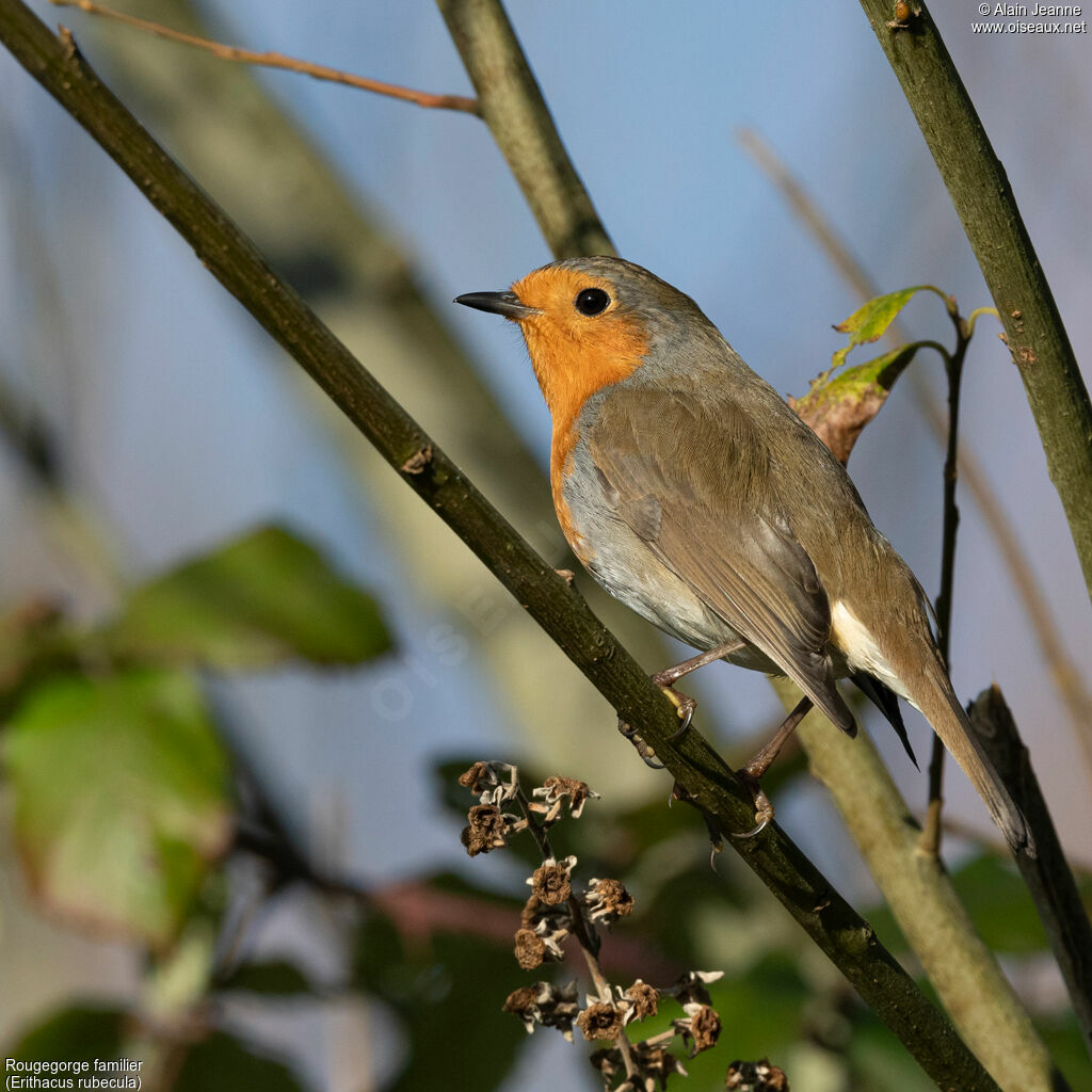 European Robin
