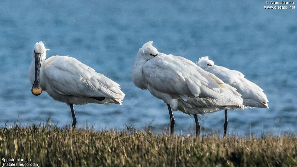 Eurasian Spoonbill