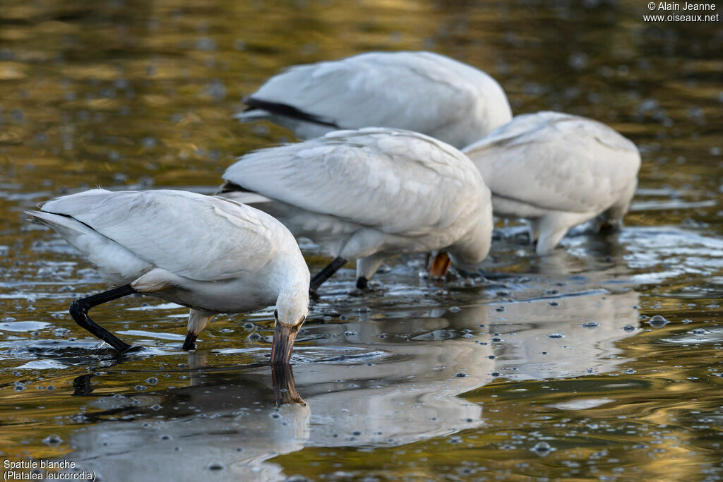 Eurasian Spoonbill, eats