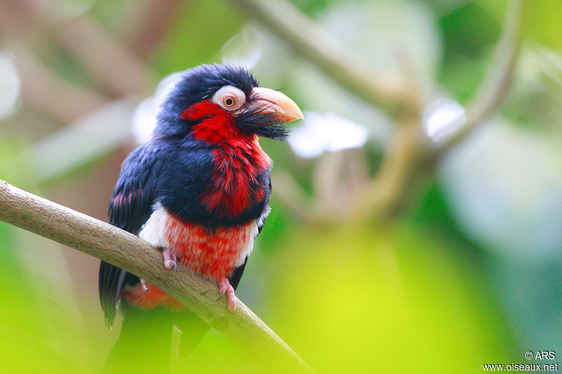 Bearded Barbet, identification