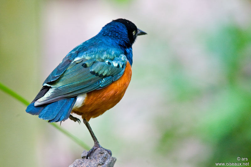 Superb Starling, identification