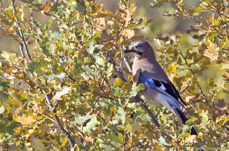 Geai des chênes, identification