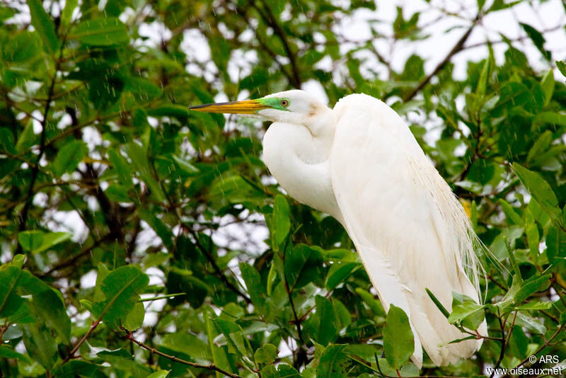 Great Egret, identification