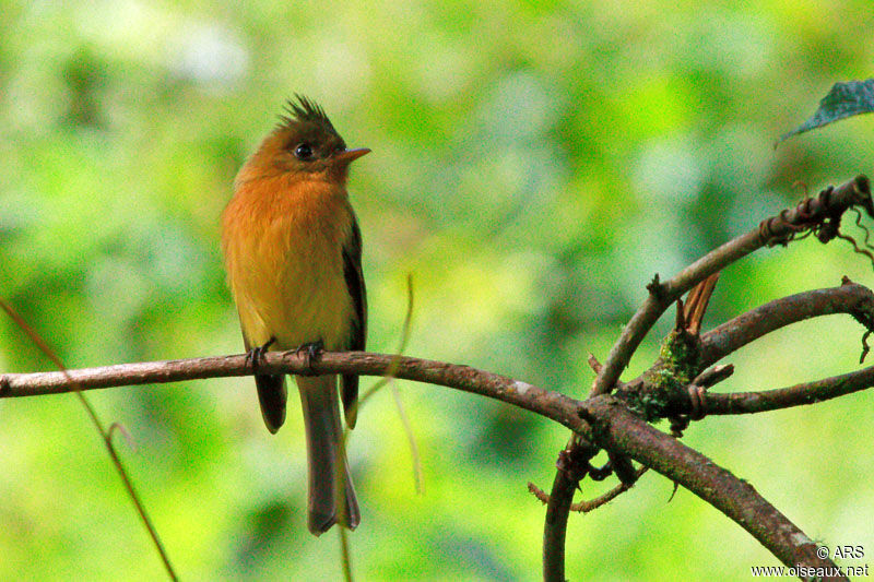 Moucherolle huppé mâle adulte, identification