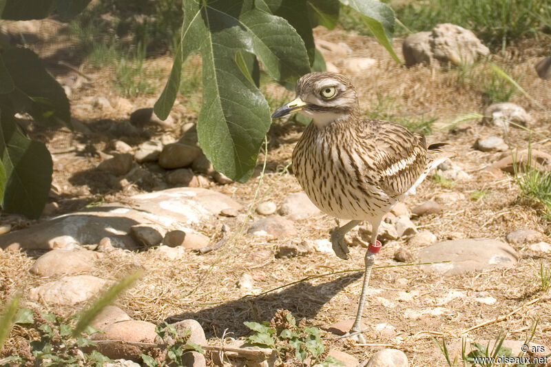 Eurasian Stone-curlew, identification
