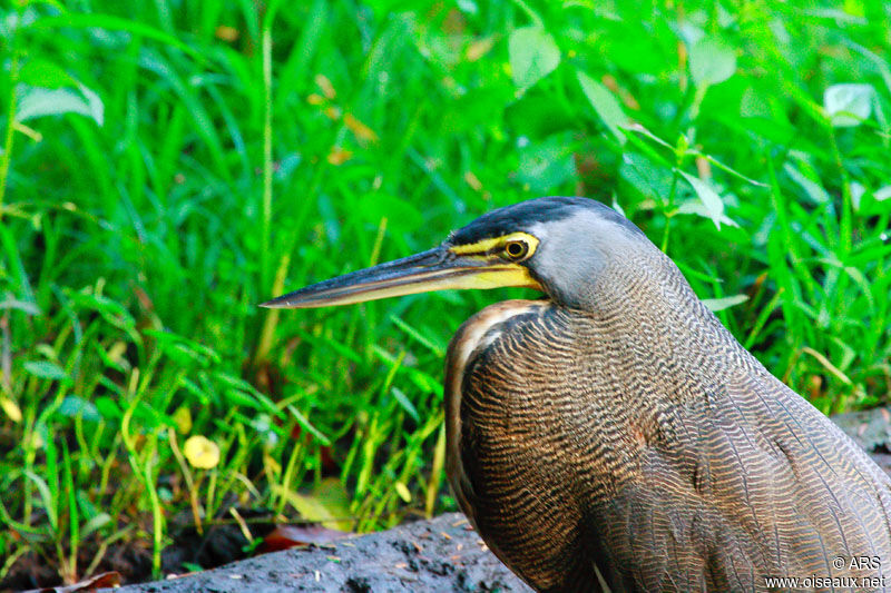Bare-throated Tiger Heron, identification