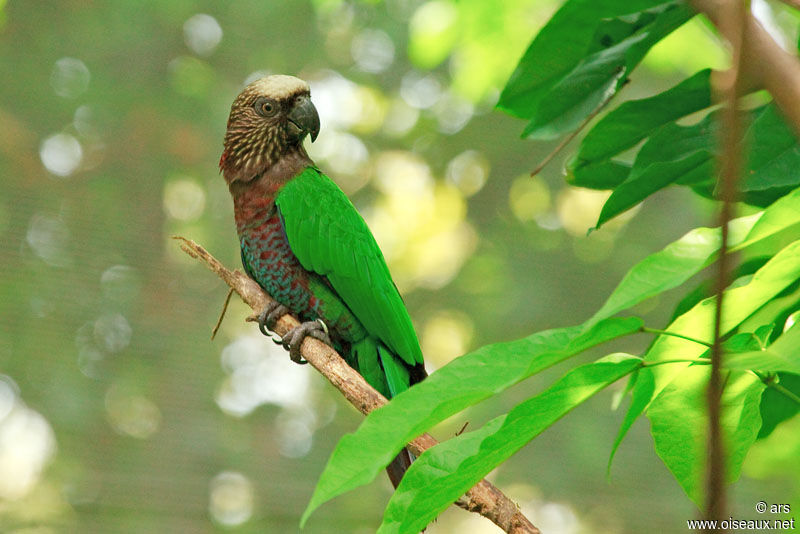 Papegeai maillé, identification