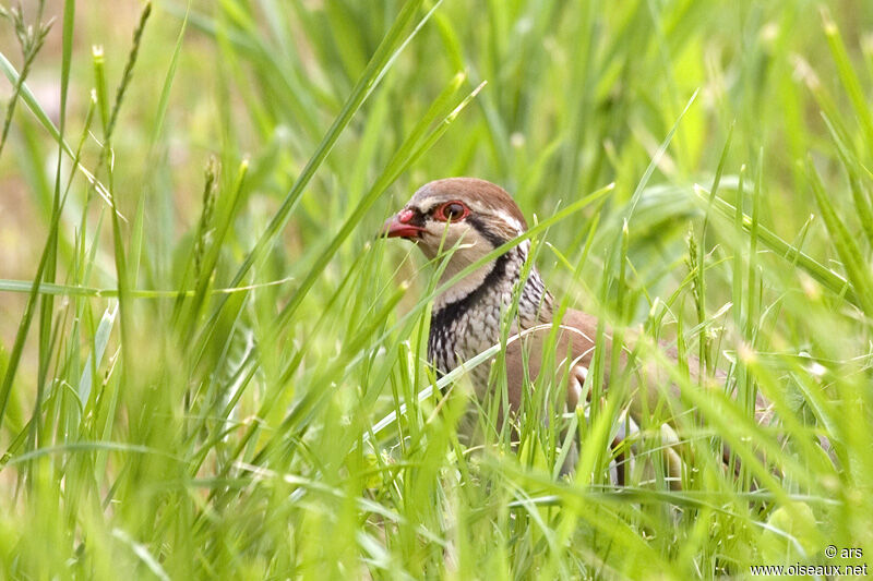 Red-legged Partridge, identification
