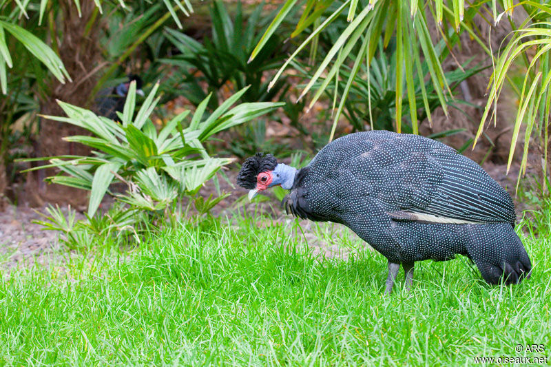 Pintade de Pucheran, identification