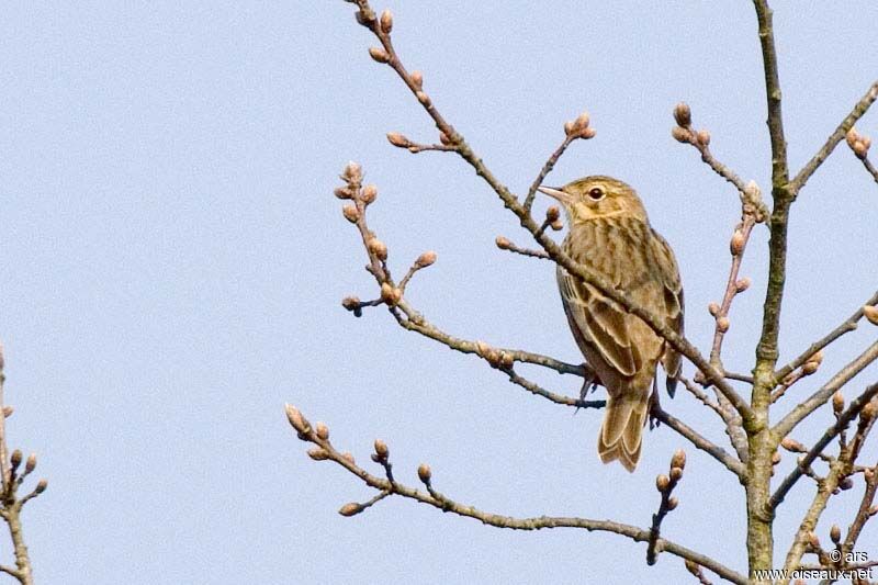 Pipit des arbres, identification