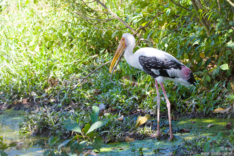 Tantale indien, identification