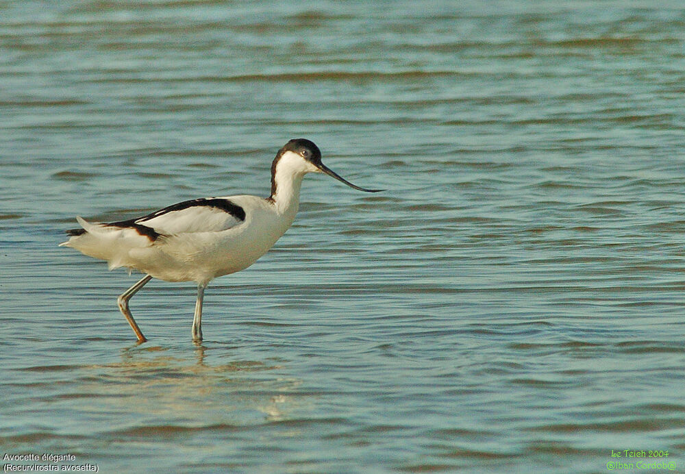 Avocette élégante
