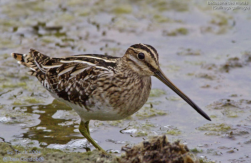 Common Snipe