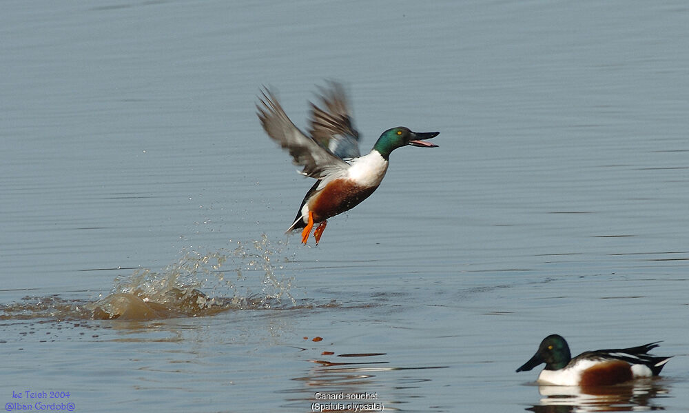 Canard souchet