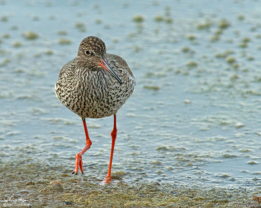 Common Redshank