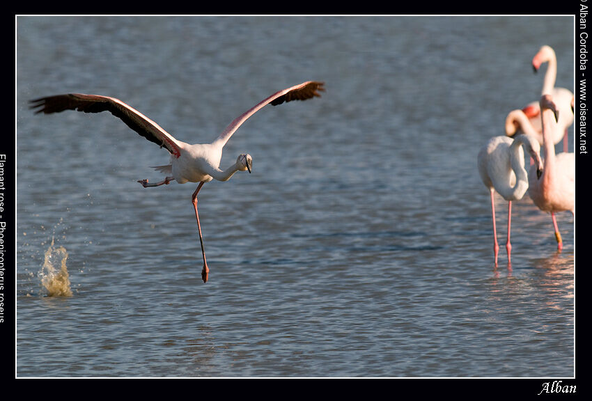 Flamant rose