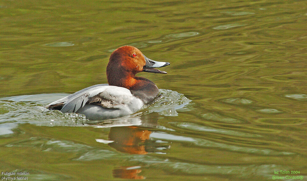 Common Pochard