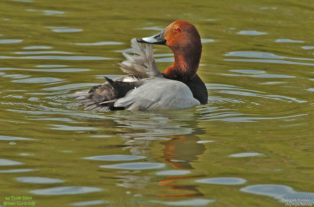 Common Pochard