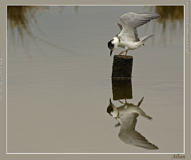 Black Tern