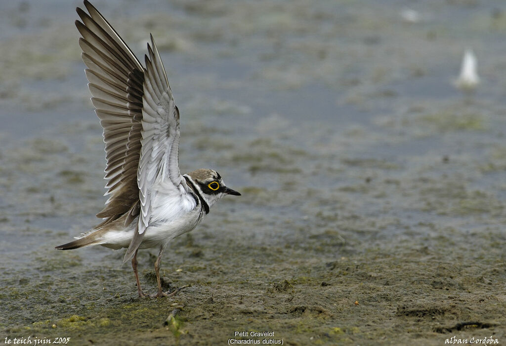 Little Ringed Plover