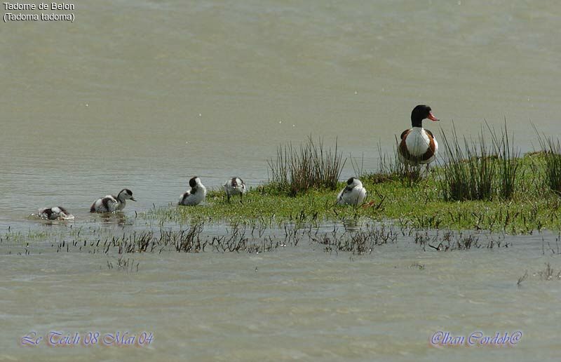 Common Shelduck