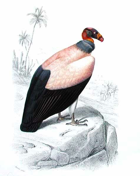 King Vulture