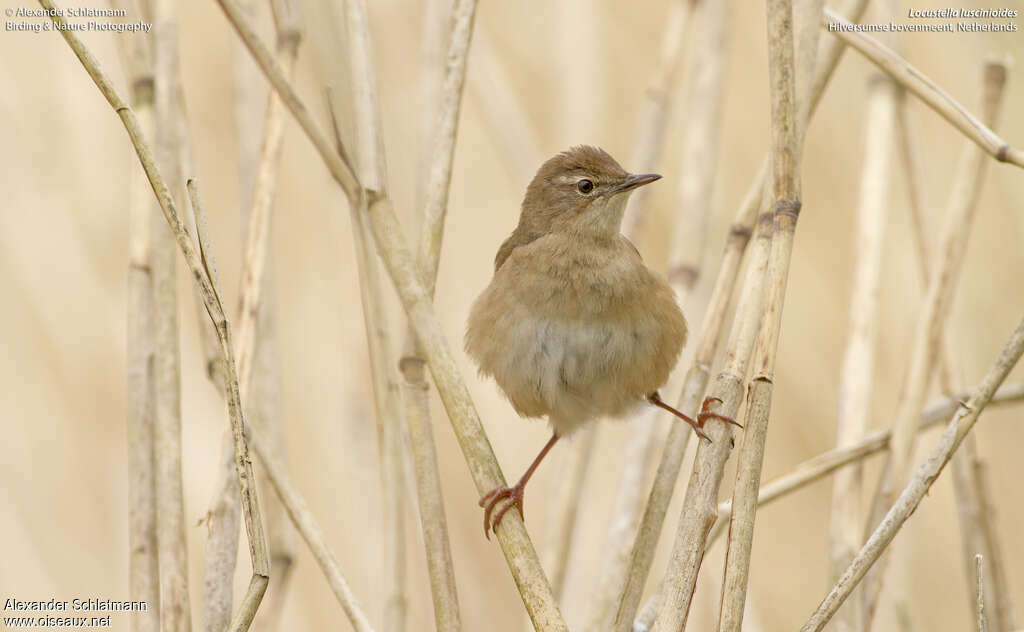 Locustelle luscinioïdeadulte, habitat, Comportement