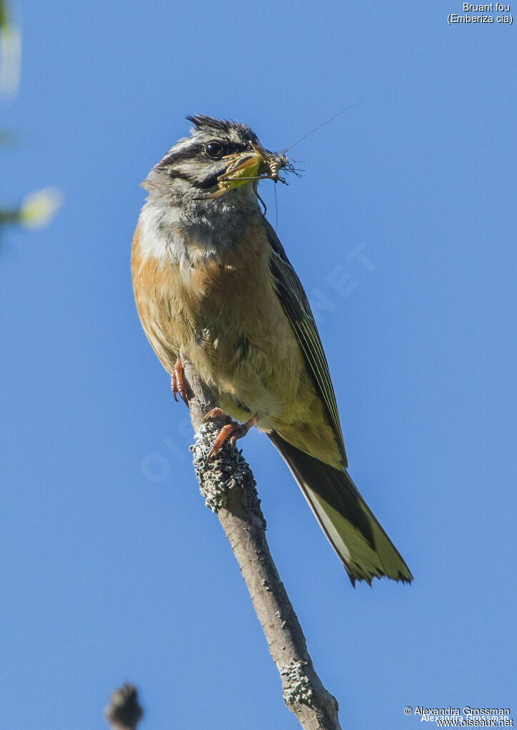 Bruant fou, identification, régime