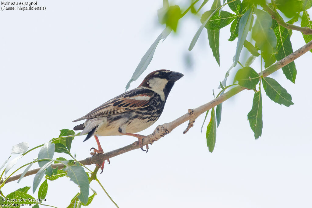 Moineau espagnol mâle, identification