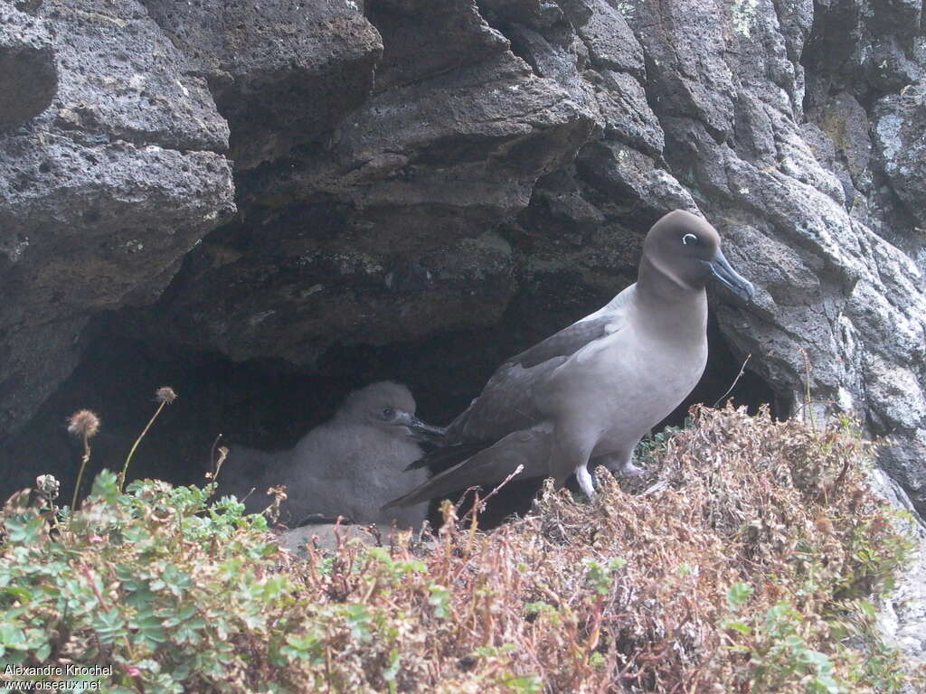 Light-mantled Albatross, habitat, Reproduction-nesting