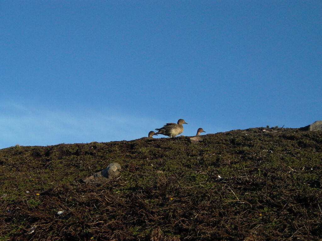 Canard d'Eaton
