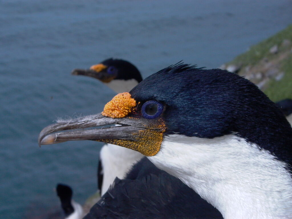 Kerguelen Shag