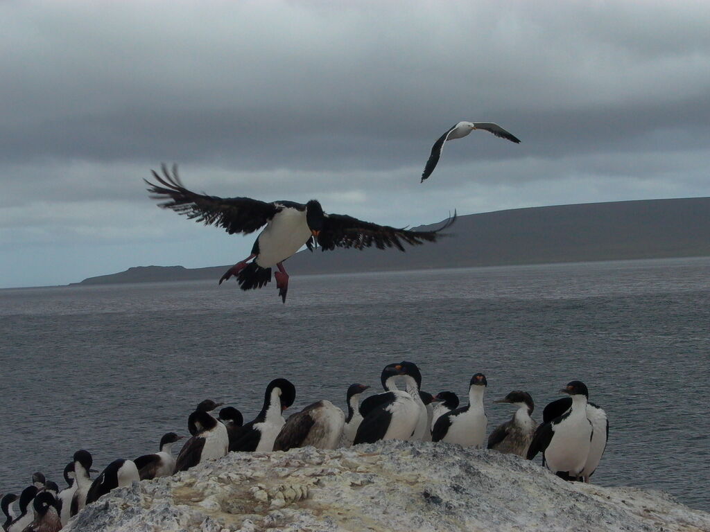 Kerguelen Shag