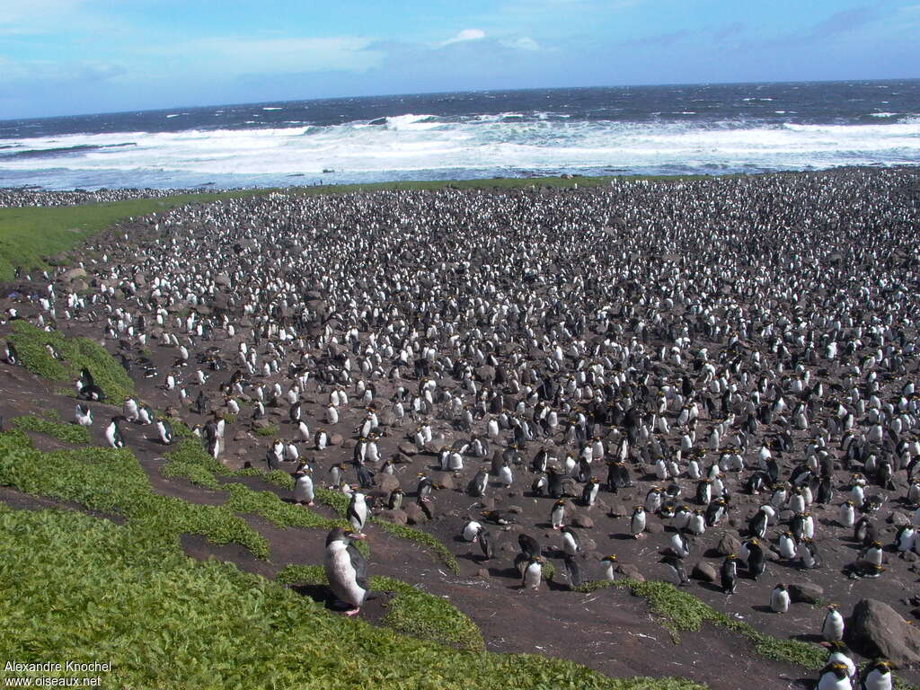 Macaroni Penguin, habitat, colonial reprod.
