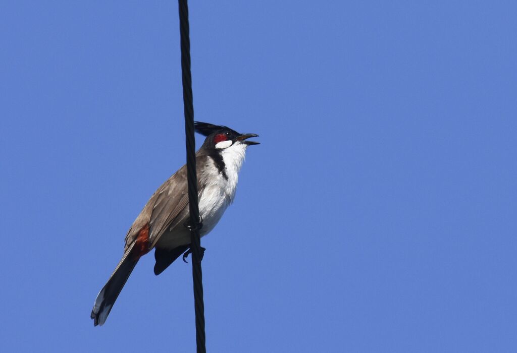 Red-whiskered Bulbul