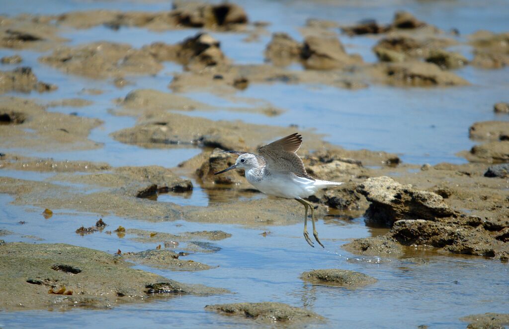 Common Greenshank