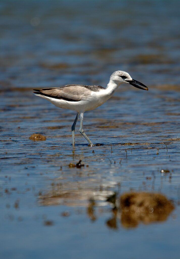 Crab-plover