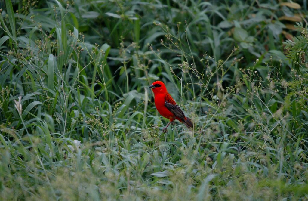 Red Fody