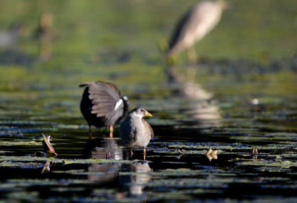 Lesser Moorhen